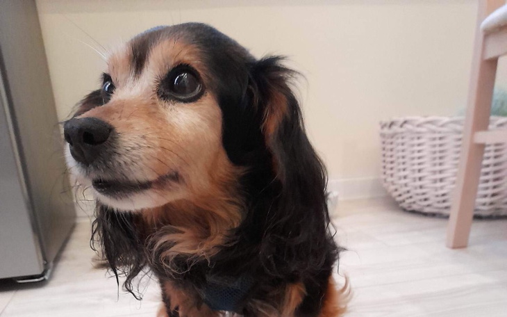 Zbiórka Pomoc dla Julki z paradontozą - zdjęcie główne