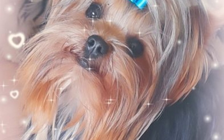 Zbiórka Na wymarzonego pieska dla córki - zdjęcie główne