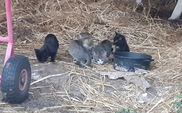 Zbiórka Na kastrację wiejskich dzikusów - zdjęcie główne