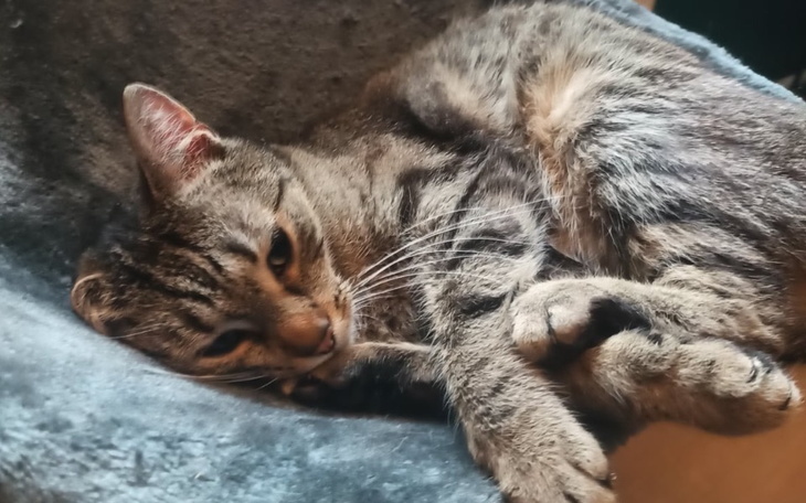 Kot wylegujący się na miękkim kocu.