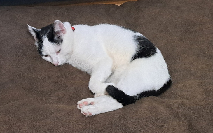 Zbiórka Na operacje kota Leona - zdjęcie główne