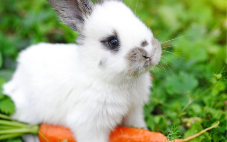 Zbiórka Marzenia mojej siostry - zdjęcie główne