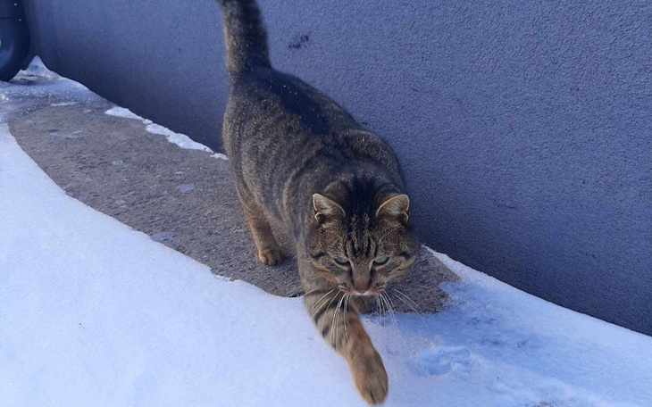 Zbiórka Ptysiu bez okienka - zdjęcie główne