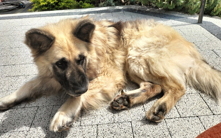 Zbiórka Na ratowanie ukochanego psa Leo - zdjęcie główne