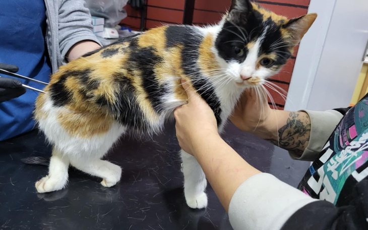 Kotka w lecznicy, otrzymująca opiekę weterynaryjną.