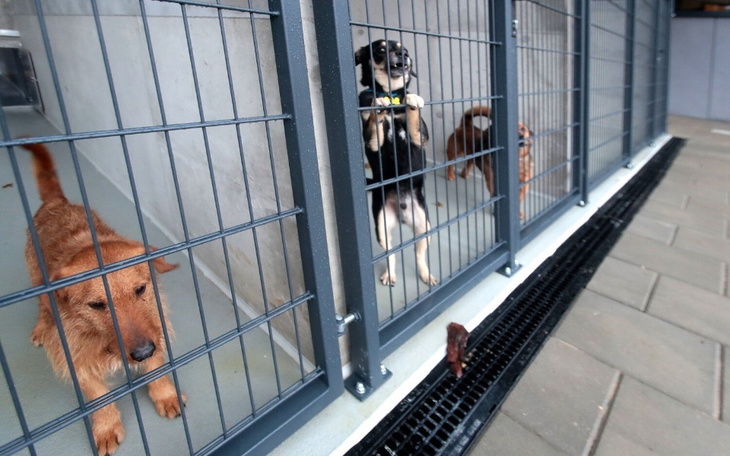 Zbiórka Pomoc dla zwierząt21 - zdjęcie główne