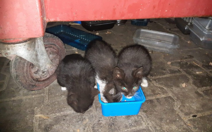 Zbiórka Zbiórka na 10 kotów spod Pzu - zdjęcie główne