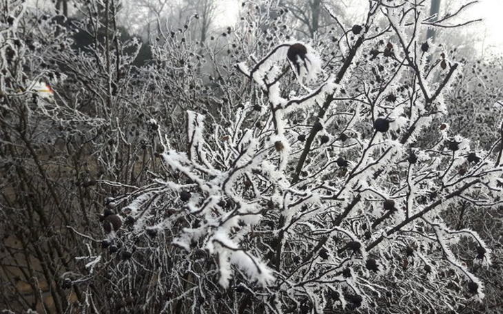 Zbiórka Anka jest naiwna - zdjęcie główne