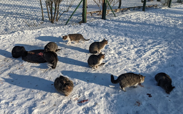 Zbiórka Ratujemy wolnożyjące koty - zdjęcie główne