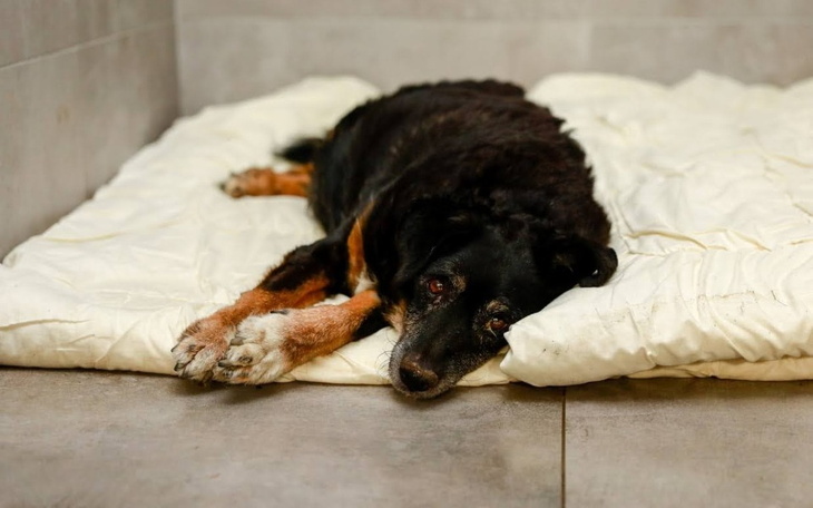 Smutny pies leży na poduszce, czekając na nowy dom.