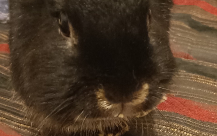 Zbiórka Korekcja zębów - zdjęcie główne