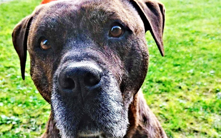 Zbiórka Rocky 13 lat , guz na śledzionie - zdjęcie główne