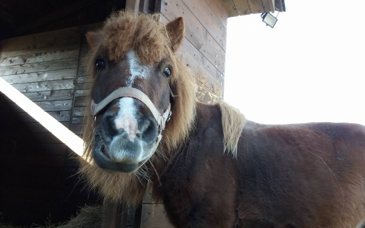 Zbiórka RATUJMY Małego Maksia - zdjęcie główne