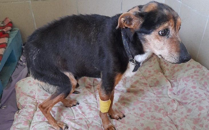 Zbiórka Dla_Bolusia - zdjęcie główne