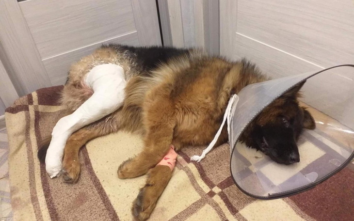 Zbiórka Potrzebna pilna rehabilitacja... - zdjęcie główne