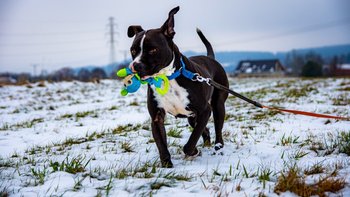 Zbiórka Gabi urocza suczka TTB - miniaturka zdjęcia