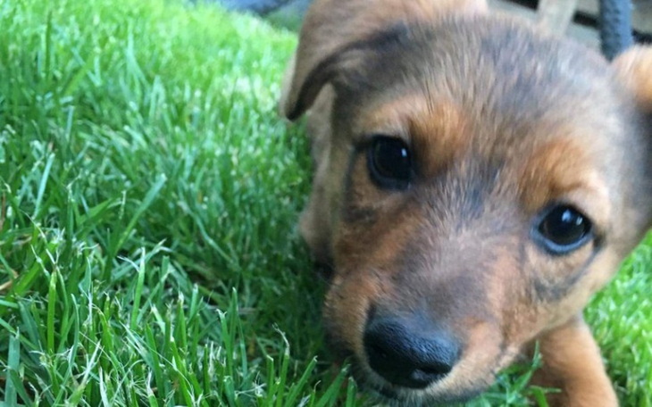 Zbiórka Jej serce ją zabije - zdjęcie główne