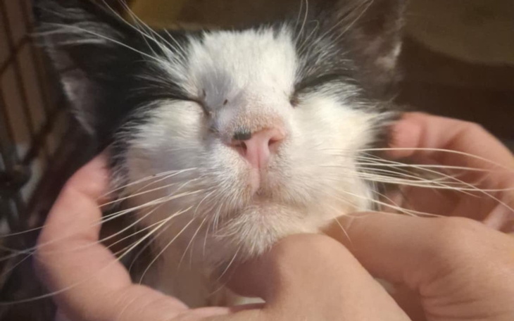 Kotek z zamkniętymi oczami, głaskany przez rękę.