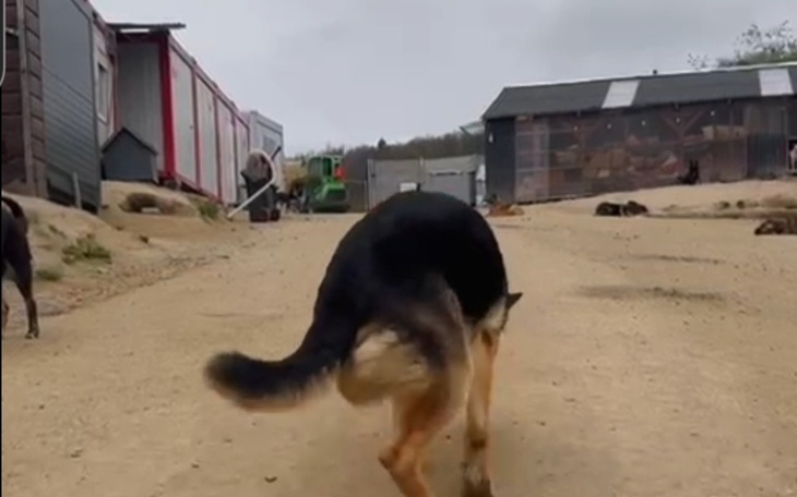 Pies w schronisku, spacerujący po drodze wśród innych psów.