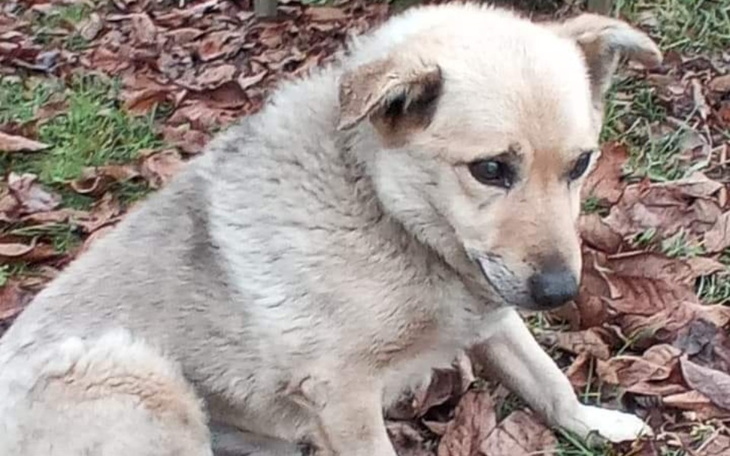 Zbiórka Transport psów do Fundacji - zdjęcie główne