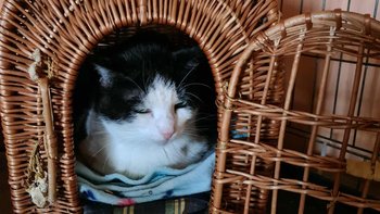 Zbiórka Koci czynsz październik - miniaturka zdjęcia