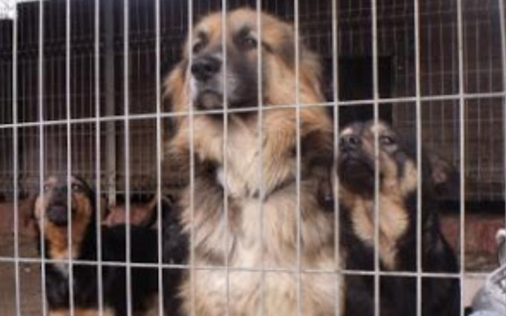 Zbiórka Karma,Koce ,na zime dla zwierząt - zdjęcie główne