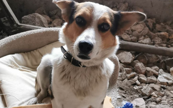 Zbiórka Na karmę i opiekę weterynaryjną - zdjęcie główne