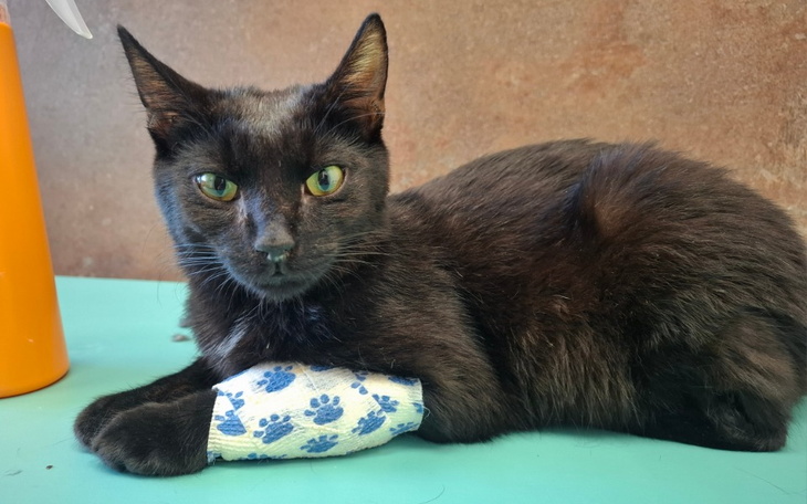 Dwa psy, jeden leży, drugi w ręczniku, na tle domowego wnętrza.