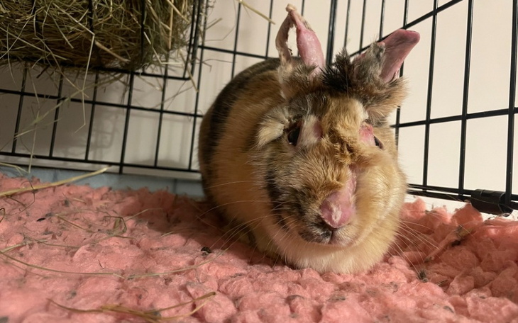 Zbiórka Ile kosztuje zdrowie królików - zdjęcie główne