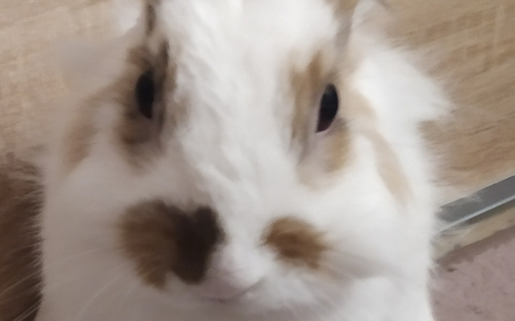 Zbiórka Na kastracje królika - zdjęcie główne