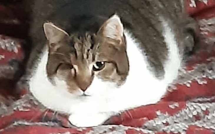 Gruby kot leżący na czerwonym kocu, z jednym okiem widocznym.