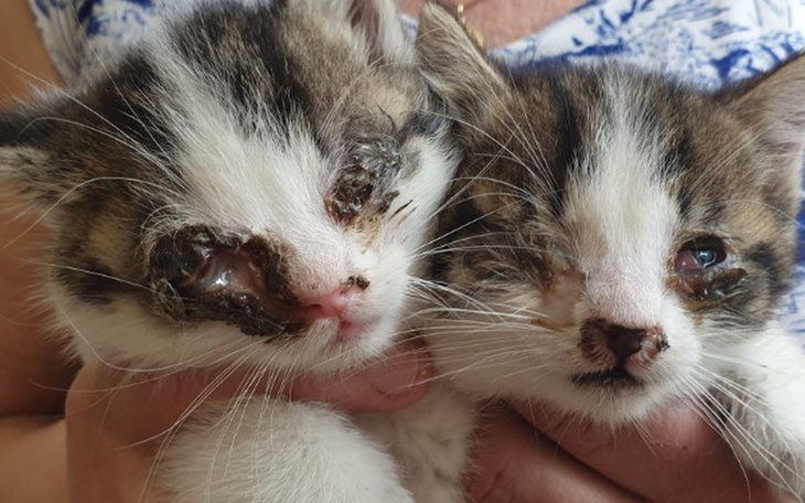 Zbiórka Pazurek i Ciri błagają o POMOC - zdjęcie główne