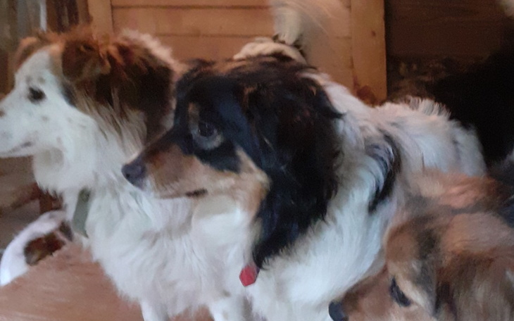 Zbiórka Na szczepienia dla pięciu pieskó - zdjęcie główne