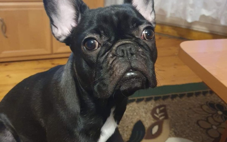 Zbiórka Operacja serca buldoga francuski - zdjęcie główne