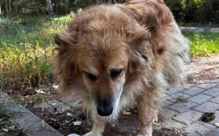 Pies w parku, przyglądający się czemuś na ziemi.