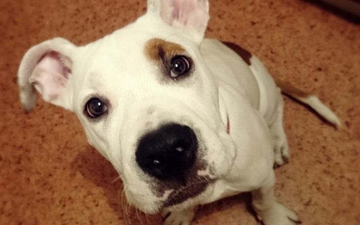 Pies rasy amstaff, patrzący w obiektyw.