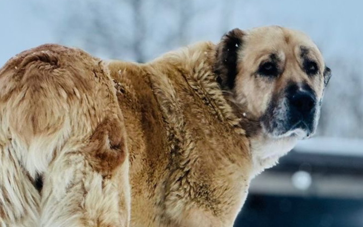 Pies patrzący w stronę obiektywu w zimowej scenerii.