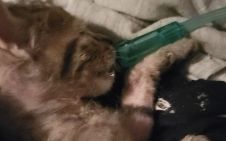 Zbiórka Misiek I Misia błagają o pomoc - zdjęcie główne