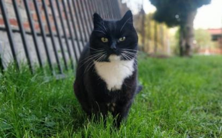 Czarny kot na trawie, patrzący w obiektyw.