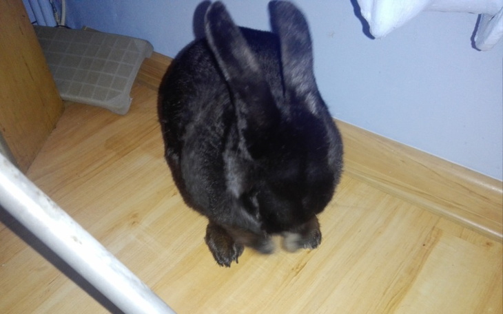 Zbiórka Leczenie i utrzymanie krolika - zdjęcie główne