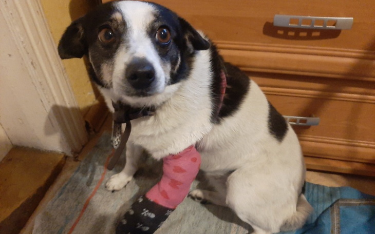 Zbiórka Pomoc na operację Łaciatej - zdjęcie główne