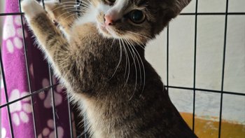 Zbiórka Pokrycie kosztów leczenia - miniaturka zdjęcia