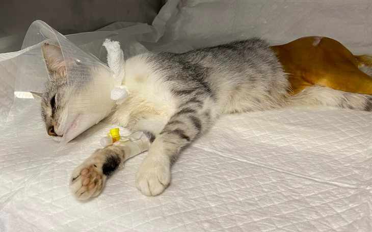 Zbiórka Posłonek - zdjęcie główne