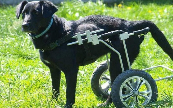 Zbiórka Rehabilitacja,godne życie - zdjęcie główne