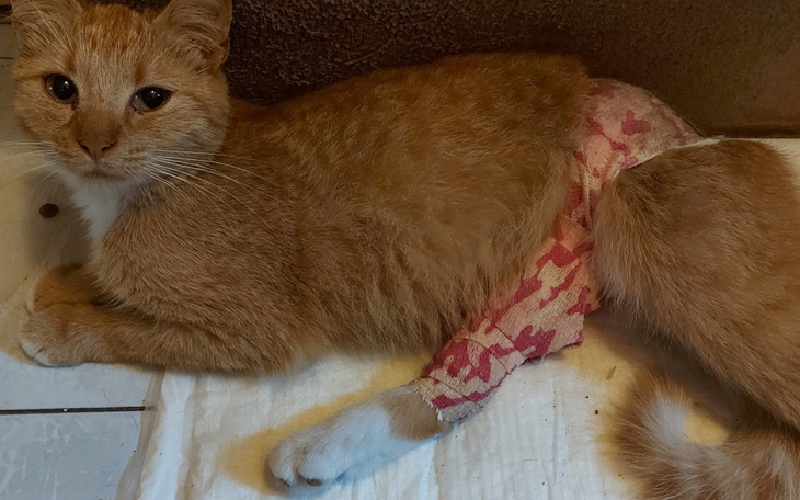 Zbiórka Na operacje dla potrąconej Jany - zdjęcie główne