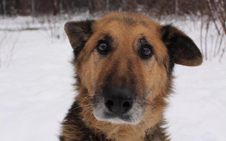 Zbiórka Podaj Łapę - zdjęcie główne