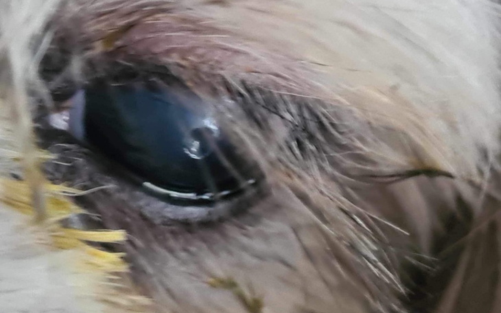 Zbiórka Pomoc dla chorej Yumi - zdjęcie główne