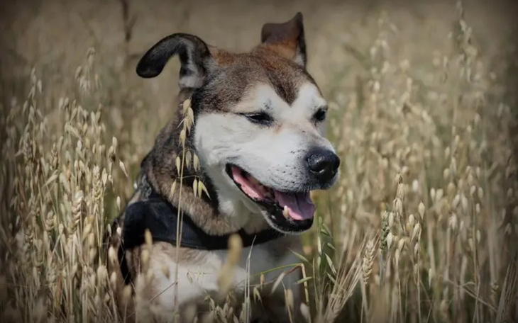 Zbiórka Leczenie Bastera - zdjęcie główne