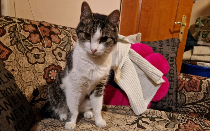 Kot siedzący na kanapie, z białym brzuchem i szarym futrem.