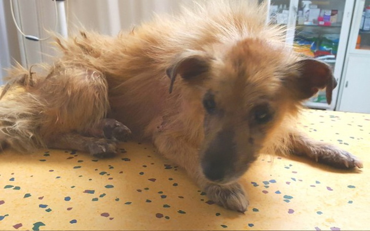 Zbiórka Na pomoc dla Dziadka Kacperka - zdjęcie główne